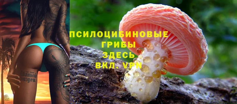 где купить наркоту  Углегорск  Псилоцибиновые грибы Cubensis 